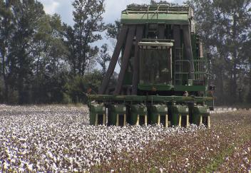 Cotton harvest showing disappointing yields